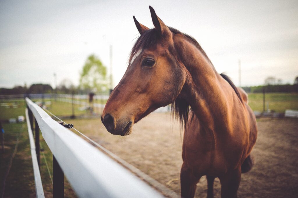 animal-brown-horse-6468