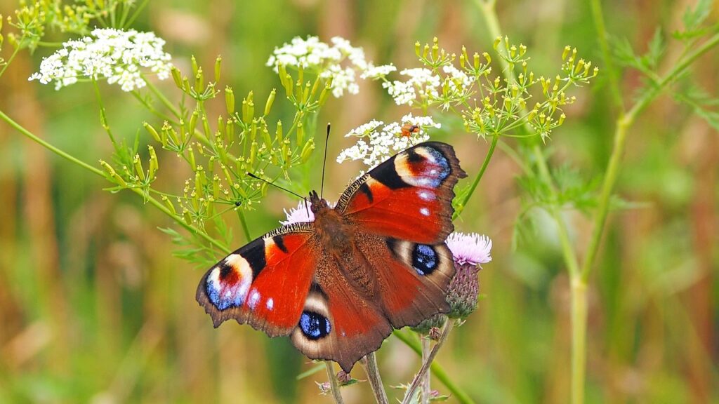 peacock-butterfly-g735c365f6_1280